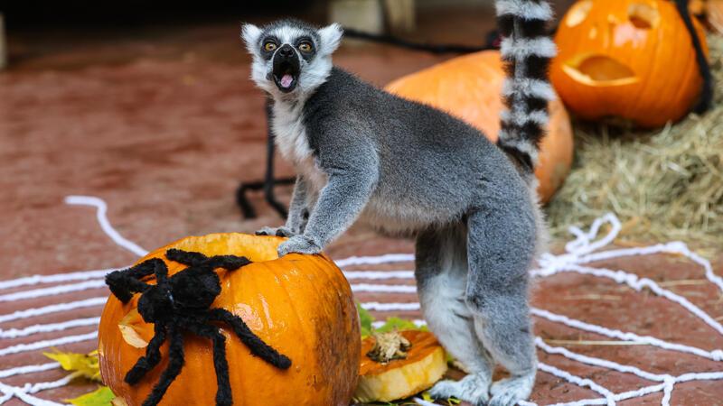 Ausgefallene Dekoration und Frühstücksleckereien erfreuen die Halbaffen aus der Gruppe der Lemuren zu Halloween. Foto: Ulrich Perrey/dpa