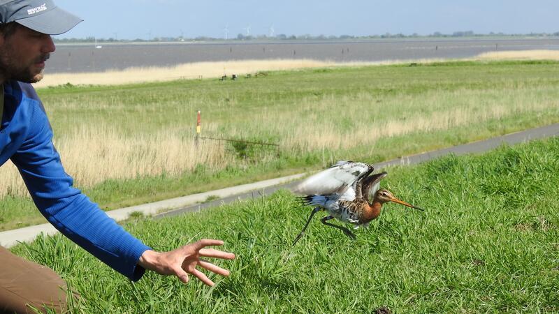 Vortrag über die Welt der Uferschnepfe im Kreishaus Ausgestattet mit einem solarbetriebenen GPS-Sender wird die Uferschnepfe „Andy“ von Hilger Lemke freigelassen.