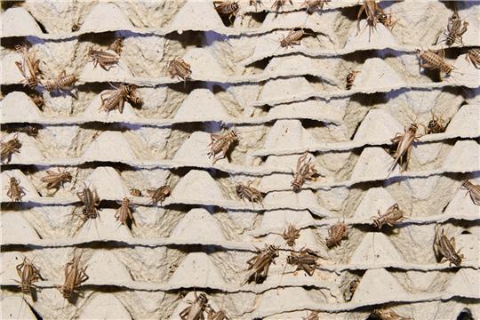 Ausgewachsene Hausgrillen (auch Heimchen genannt) krabbeln in der Fabrik Cricket Lab des Tschechen Husek auf ihren Boxen. Von Dienstag an dürfen Hausgrillen in Lebensmitteln verwendet werden. Dann tritt ein neues EU-Gesetz in Kraft, wonach die auch als Heimchen bekannten Insekten gefroren, getrocknet oder als Pulver verwendet werden können. Foto: Visarut Sankham/dpa