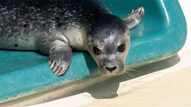 Ausgewildert werden die Tiere, wenn sie mindestens 25 Kilogramm wiegen und ein externer Tierarzt das Ok gegeben hat. (Archivbild)