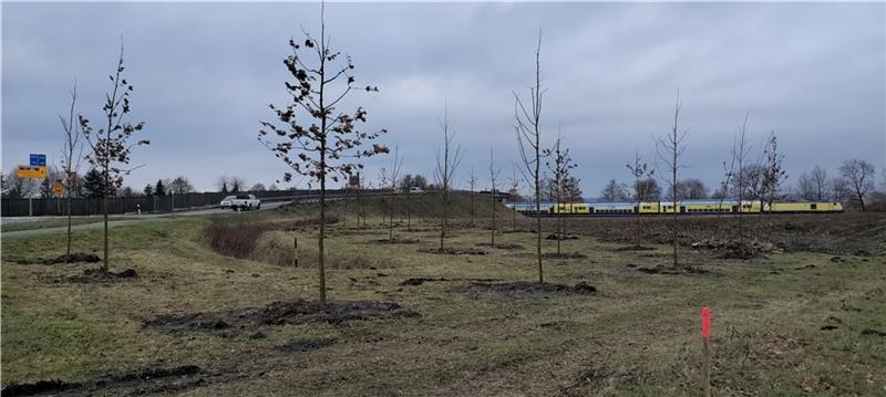B73: Wo der Kreis nach Sturmschäden neue Bäume pflanzt Ausgleichsmaßnahme am B-73-Kreisel im Bereich Schragenberg: Insgesamt 110 Bäume werden an der Horneburger Ortsumgehung (links) zwischen der Bahntrasse (hinten) und der Bundesstraße sowie jenseits der Kreisstraße (hinter dem Zaun links) gepf