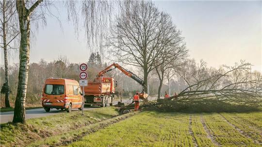 Ausschließlich die Kreisstraßenmeisterei oder von ihr beauftragte Firmen dürfen Bäume entlang der Kreisstraßen beschneiden oder fällen.