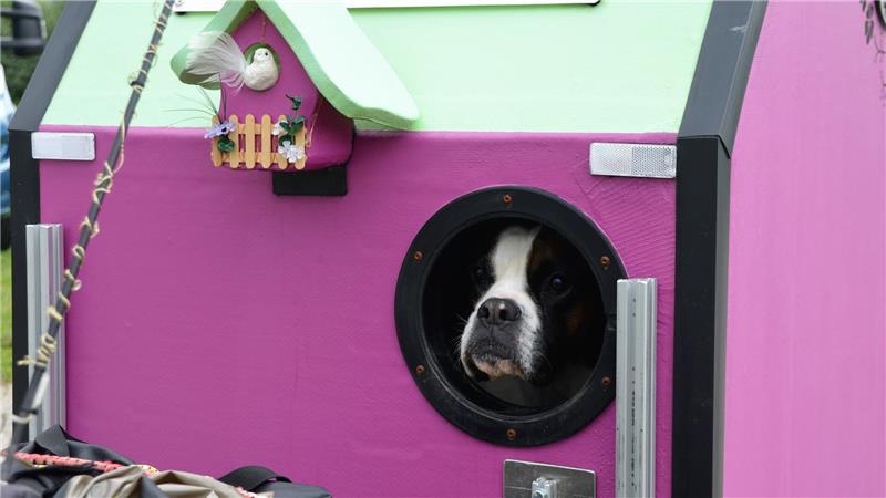 Aussicht muss sein: Boxerhündin Weda ist nach Möglichkeit dabei.Foto: Scheiter