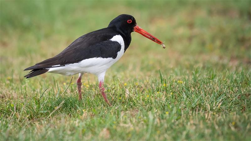 Zugvögel sind da – Tipps für Exkursionen und Beobachtungen Austernfischer sind Durchzügler und Wintergäste im Wattenmeer. (Archivbild)