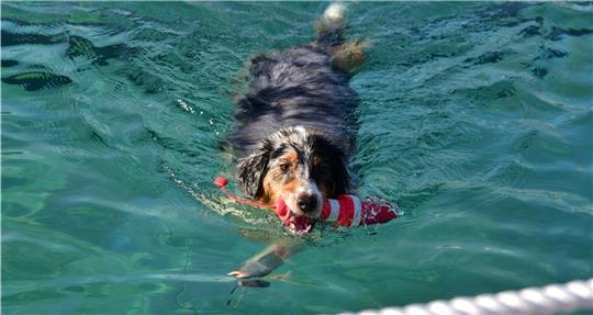Australian Shepherd „Kiwi“ ist zum ersten Mal im Freibad. Der Jagdtrieb kommt durch, wenn sie das Spielzeug fangen will. Fotos Beneke/Schunk