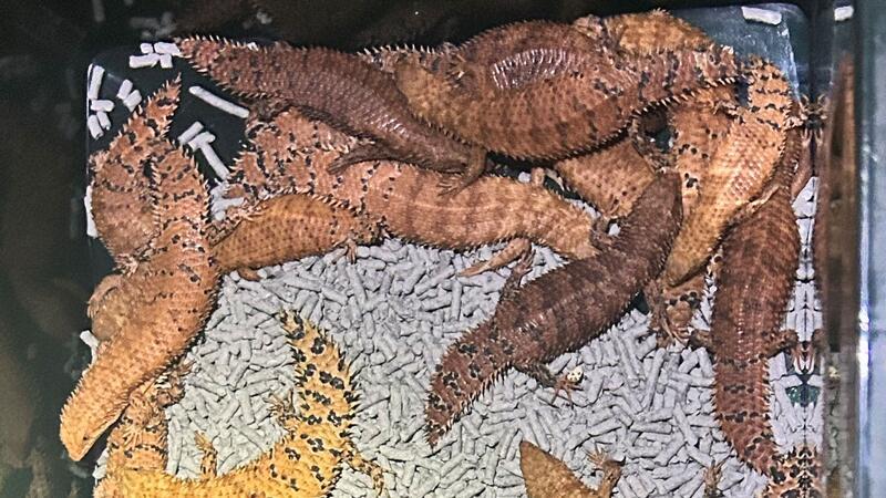 Australische Reptilien wurden von der Polizei beschlagnahmt.