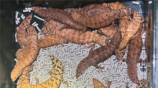 Australische Reptilien wurden von der Polizei beschlagnahmt.
