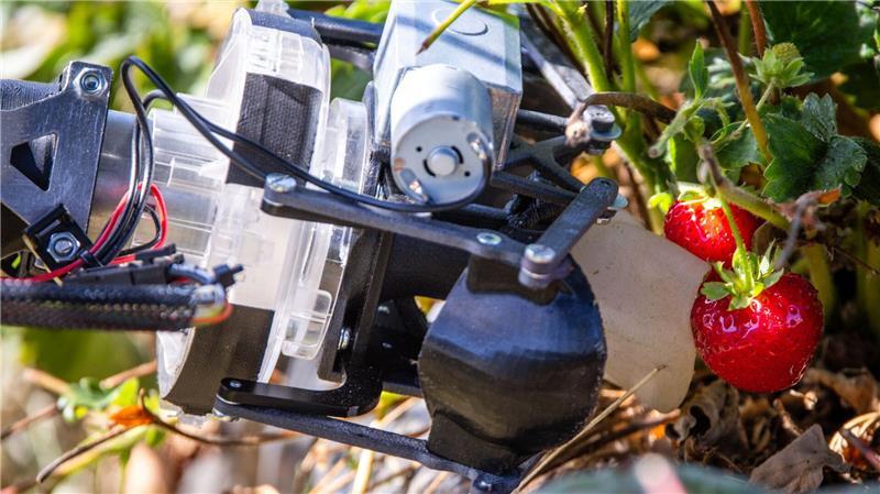 Erdbeerpflücken mit KI: Ernteroboter soll Betriebe entlasten Automatische Erdbeerernte in Hohen Wieschendorf (Mecklenburg-Vorpommern).