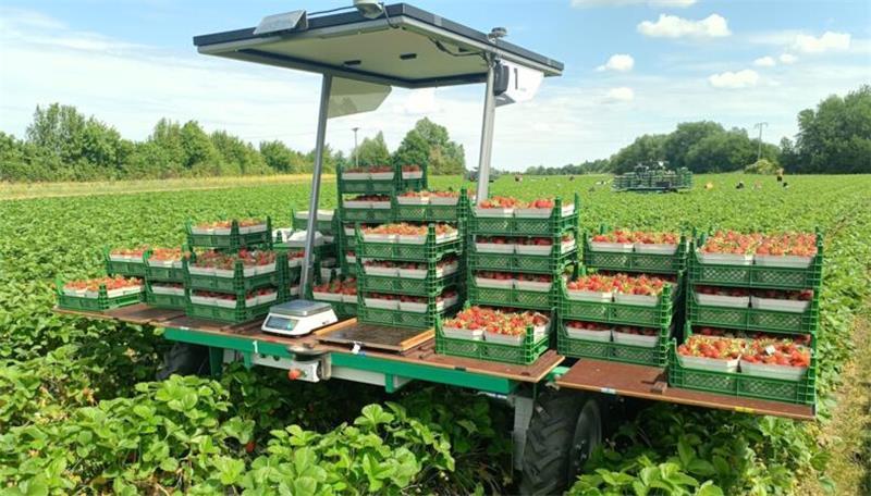 Automatisierung: Transportroboter Valera von Ant Robotics aus Stelle im Einsatz auf einem Erdbeerfeld.