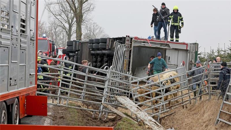 B110 bei Jarmen: Tiertransporter umgestürzt – aufwändige Bergung der Rinder