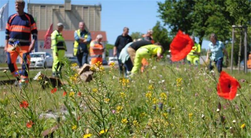 BUND und der Verein NaturGarten schulten Bauhofmitarbeiter in der Wildblumenwiesen- und Wildstaudenbeet-Pflege.