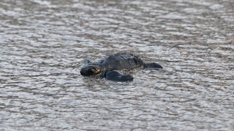 Viele Schildkrötenbabys im westlichen Mittelmeer Babymeeresschildkröte am korsischen Strand Capo di Feno. Im westlichen Mittelmeer gab es im vergangenen Jahr ungewöhnlich viele Nistplätze von Meeresschildkröten.