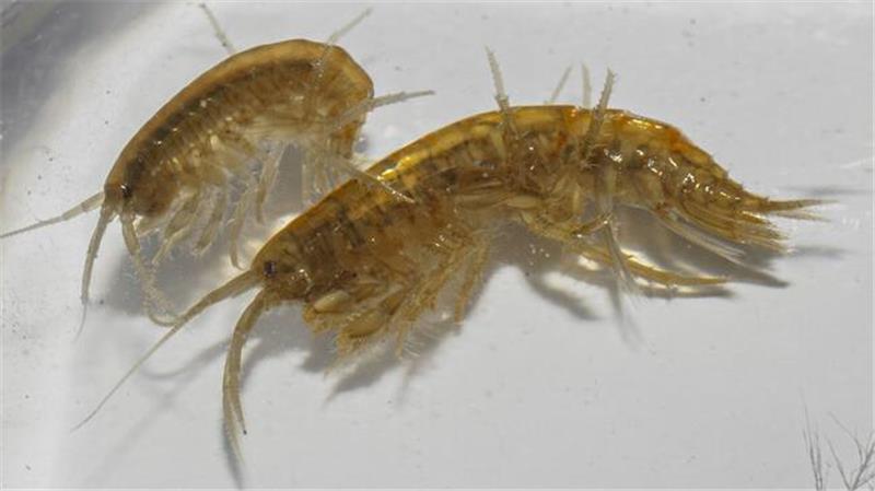 Ein Krebs-Zwerg als Mini-Sensor für den Zustand von Gewässern Bachflohkrebse.
