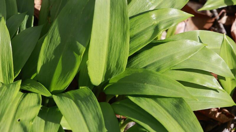 Vorsicht giftig: Hunde und Pferde von Bärlauch fernhalten Bärlauch ist verwandt mit Schnittlauch, Zwiebel und Knoblauch. Die Pflanze gehört mit zu den ersten Wildkräutern im zeitigen Frühjahr, die gesammelt werden können.