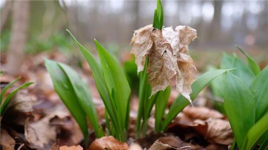 Bärlauch wächst im Wald.