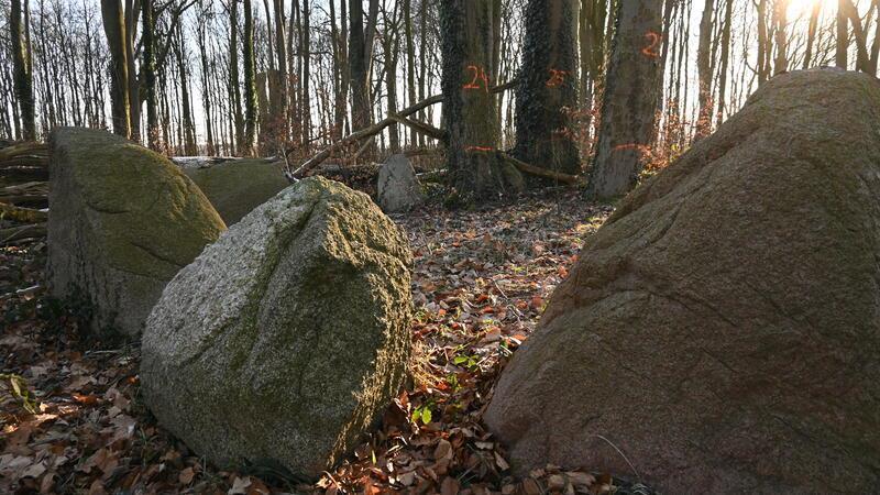 Bäume gefährden die 5500 Jahre alten Großsteingräber im Dohrenwald zwischen Bliedersdorf und Grundoldendorf. Die markierten Bäume sollen gefällt oder gestutzt werden.