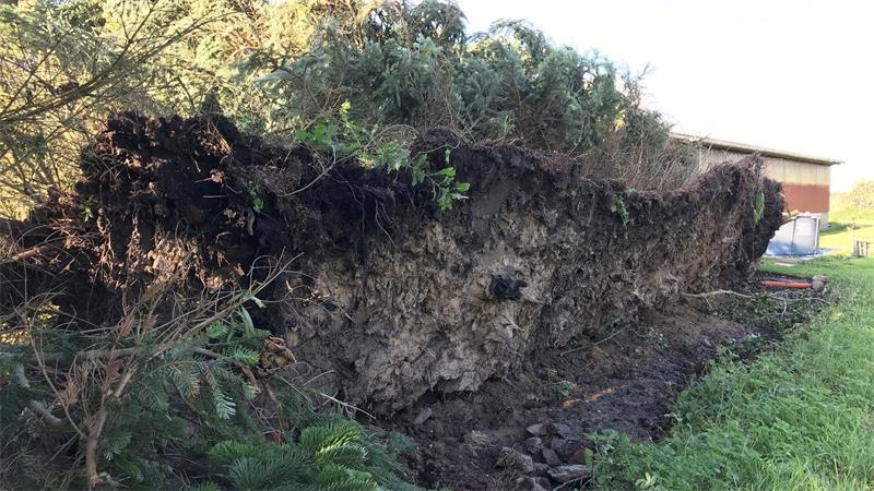 Nach Tornado im Kreis Stade: Zwei Familien berichten von Verwüstungen Bäume kippten einfach um und rissen das Wurzelwerk mit sich.