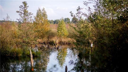 Bäume mit herbstlich verfärbten Blättern stehen in der Diepholzer Moorniederung.