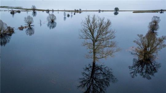 Bäume stehen auf einer unter Wasser stehenden Wiese und spiegeln sich in der Wasseroberfläche.