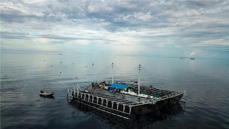 Bagans - für die Fischerei verwendete Plattformen - sind in Indonesien für viele der Verletzungen bei Walhaien verantwortlich.