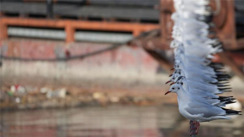 Balanceakt: Möwen stehen auf einem Seil, mit dem ein Floßrestaurant an einem sonnigen Wintertag am Ufer der Save in Belgrad befestigt ist.