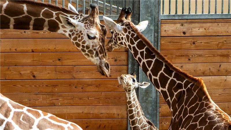 Bald darf Mumbi auch das Außengelände entdecken – zusammen mit ihrer Giraffenherde und anderen Tierarten wie Zebras, Gnus und Impalas.