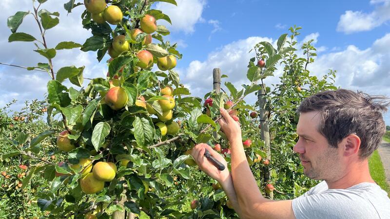 Altländer ernten August-Äpfel: Das ist das Besondere an den Frühsorten Bald erntereif: Obstbauer Claus Eckhoff bringt seine Deljonca auf seiner Plantage in Hollern in Form.