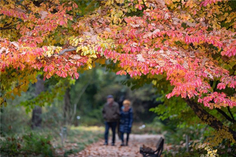 Bald zeigt der Herbst wieder seine volle Farbenpracht. Foto: dpa-Bildfunk