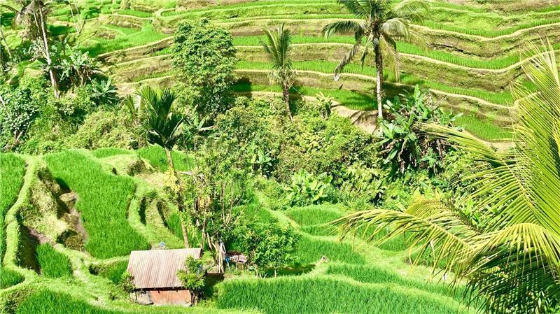 Bali ist bei Urlaubern aus aller Welt wegen seiner herrlichen Landschaften und idyllischen Reisterrassen beliebt. (Archivbild)