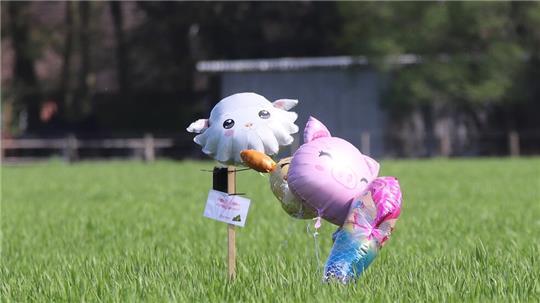 Ballonfiguren wehen auf einem Feld bei Behrste, am Stab ist eine Wildkamera angebracht. Die Ballons sind wehendes Zeichen dafür, dass die Polizei viele Strategien ausprobierte, um Arian zu finden.