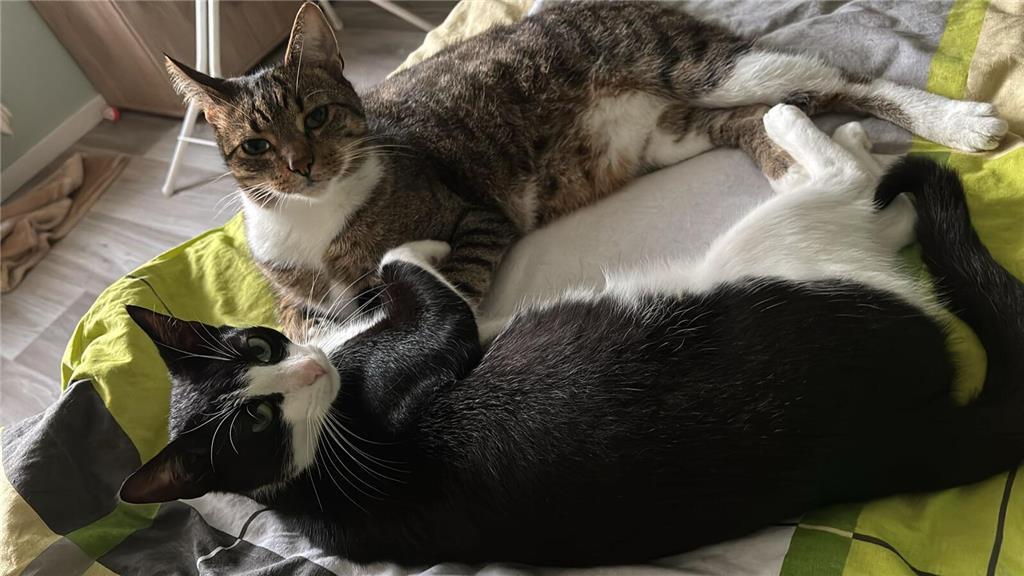 Balou und Cosmo heißen die Stubentiger von Bianca.