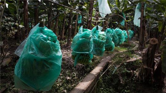 Bananen wachsen meist mit geringen Produktionskosten in Süd- und Mittelamerika, hier in Ecuador. Doch es gibt Probleme im Anbau.