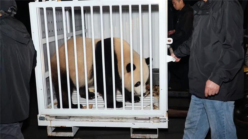 „Panda-Diplomatie“: Washington begrüßt chinesische Bären Bao Li