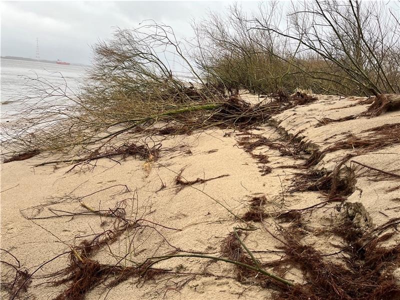 Bassenflether Strand in Twielenfleth am Ufer immer wieder zu Abbrüchen am Ufer. Bei den Stürmen in der vergangenen Woche wurden im Deichvorland auch Weiden entwurzelt. Foto: Vasel