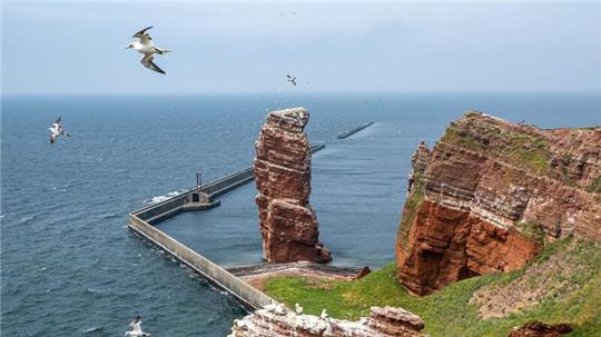 Basstölpel fliegen über die Hochseeinsel Helgoland.