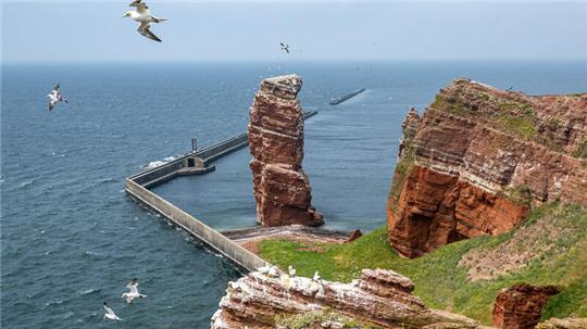 Basstölpel fliegen über die Hochseeinsel Helgoland. Im Hintergrund ist das Wahrzeichen der Insel, die «Lange Anna», zu sehen (Symbolbild).
