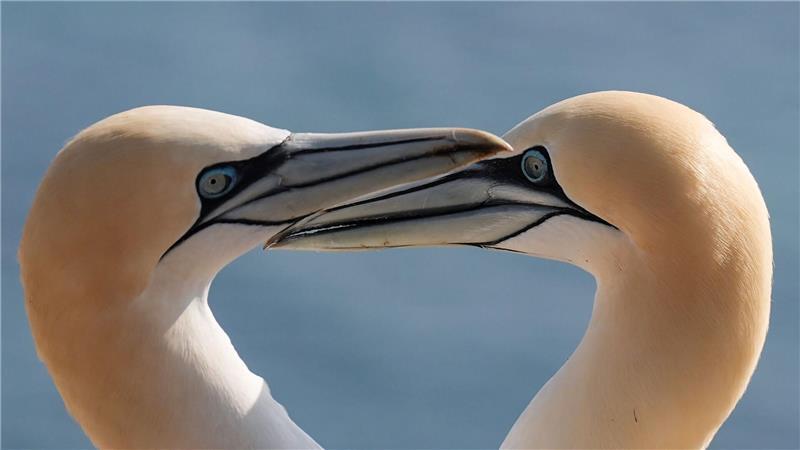 Basstölpel sind auf dem Lummenfelsen der Hochseeinsel Helgoland.
