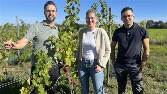 Zwei Männer und eine Frau stehen zwischen Weinstöcken.