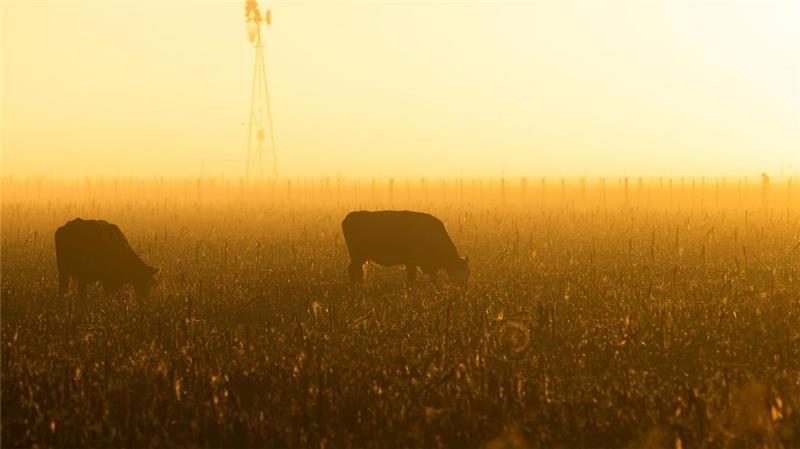 Freihandelsabkommen zwischen EU und Mercosur auf Zielgeraden Bauern in der EU befürchten, dass sie in einen neuen Preiskampf gezwungen werden. (Archivbild)