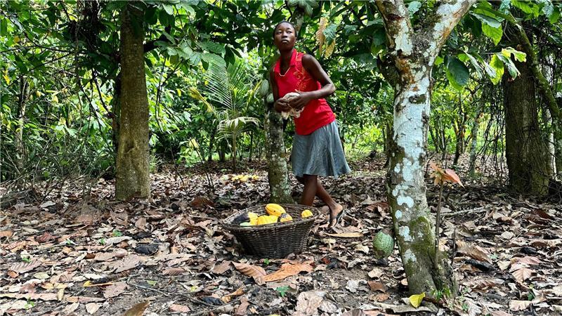 Kakao-Krise in Westafrika lässt Schoko-Hasen schrumpfen Bauerntochter Regina, die bei der Kakaoernte aushilft, will lieber Schneiderin werden.