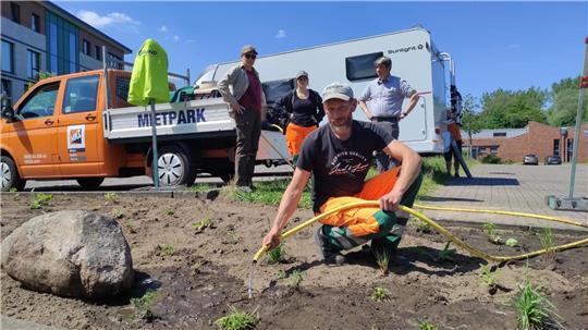 Bauhofmitarbeiter pflanzten am Weltbienentag am Stadeum in Stade heimische Stauden für mehr Artenvielfalt.