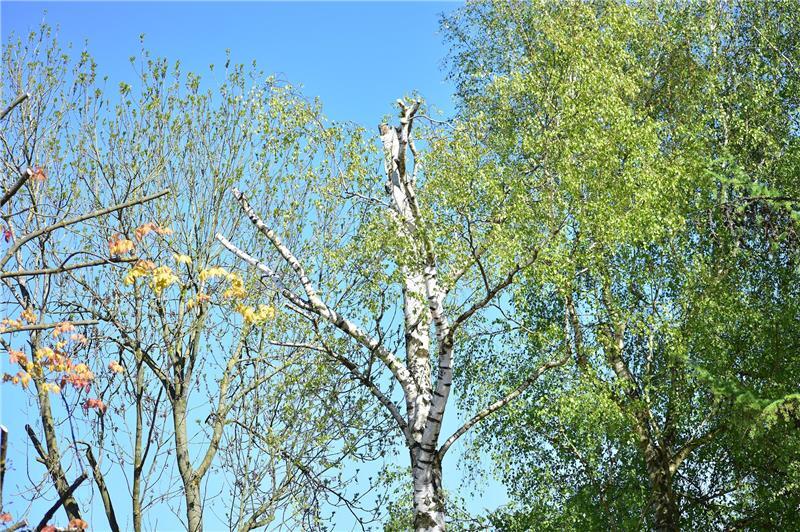 „Baumfrevel“ an der Kita in Estebrügge: Experte erhebt schwere Vorwürfe Baumexperte Heiner Baumgarten sagt, dass besonders Birken solche Eingriffe am wenigsten verkraften.