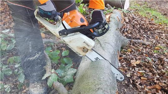 Baumfällung mit Kettensäge. (Symbolbild)
