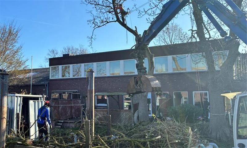 Baumpfleger fällen die nicht mehr standfesten Eschen an der Lühe.