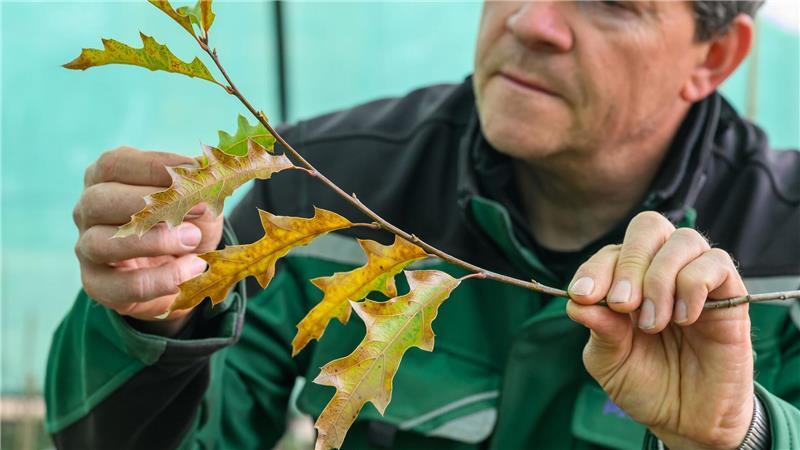 Historische Parkanlagen im Klimastress Baumschulgärtner Holger Derno betrachtet in der Baumuniversität Blätter einer Eiche (Quercus canbyi). Diese Eichenart ist unter anderem in Mexiko heimisch. (Archivbild)