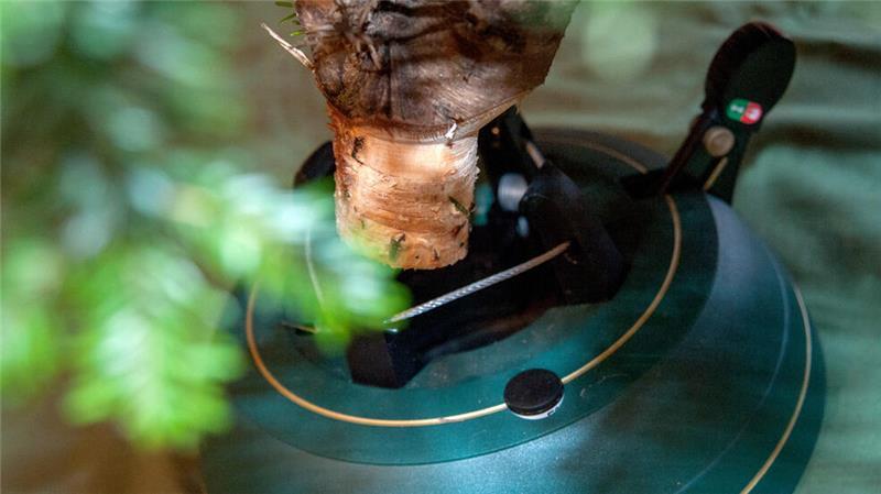 Baumständer mit Seilzugtechnik erleichtern das Aufstellen des Weihnachtsbaumes.