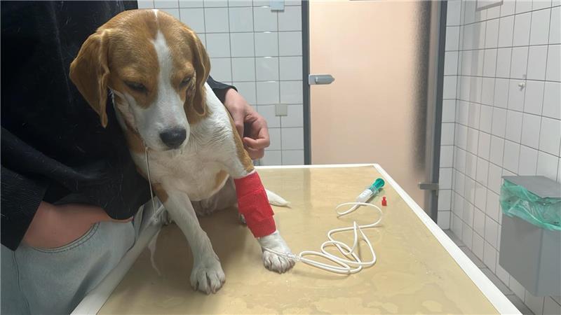 Beagle "Bella" aus Hammah hat mutmaßlich Giftköder gefressen.