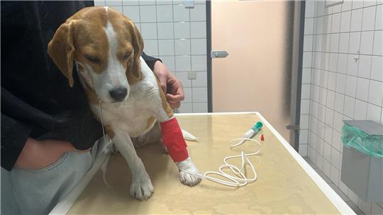 Beagle "Bella" aus Hammah hat mutmaßlich Giftköder gefressen.