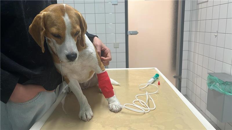Beagle „Bella“ aus Hammah wurde mutmaßlich durch Giftköder vergiftet.
