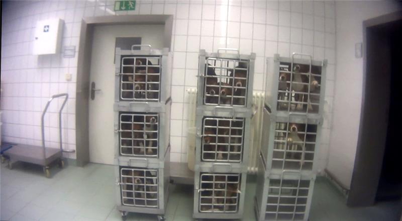 Beagle sitzen in ihren Transportboxen. Foto: Soko Tierschutz